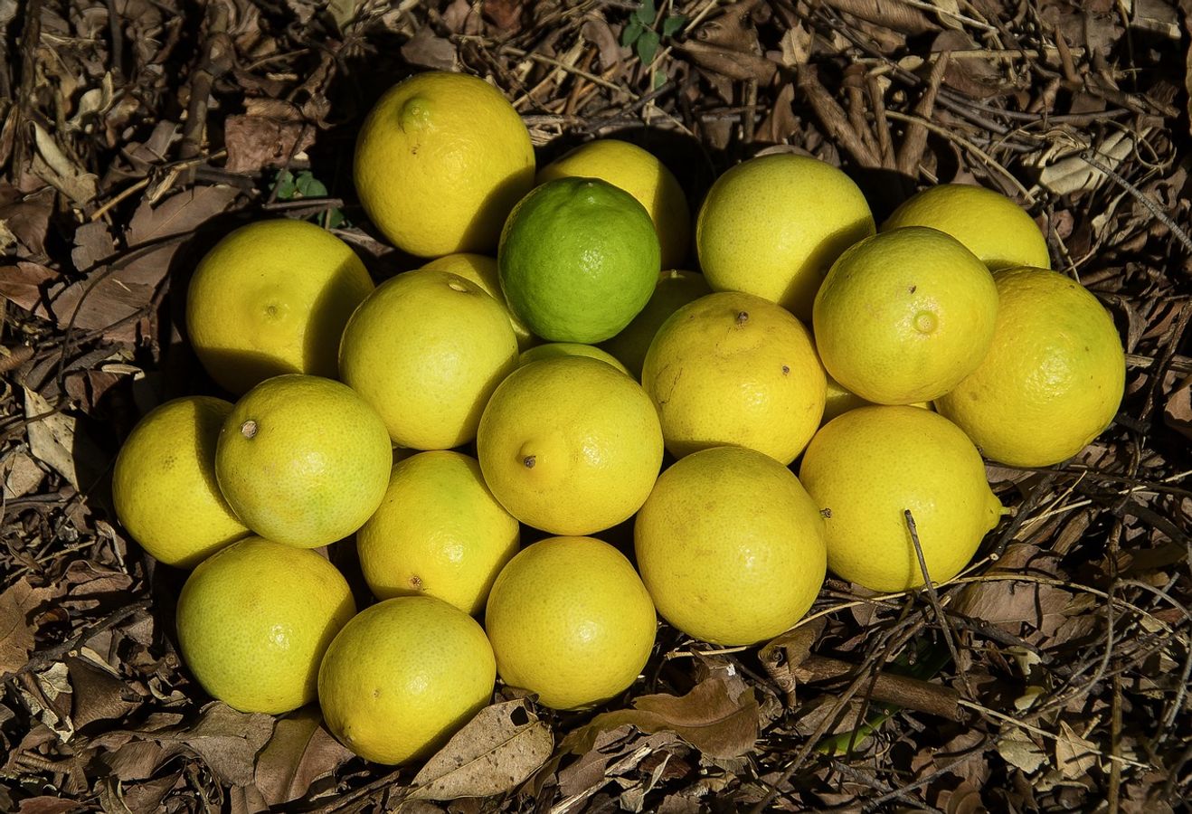 অ্যান্টিঅক্সিডেন্ট, ফাইবার অ্যান্টিঅক্সিডেন্ট, ফাইবার