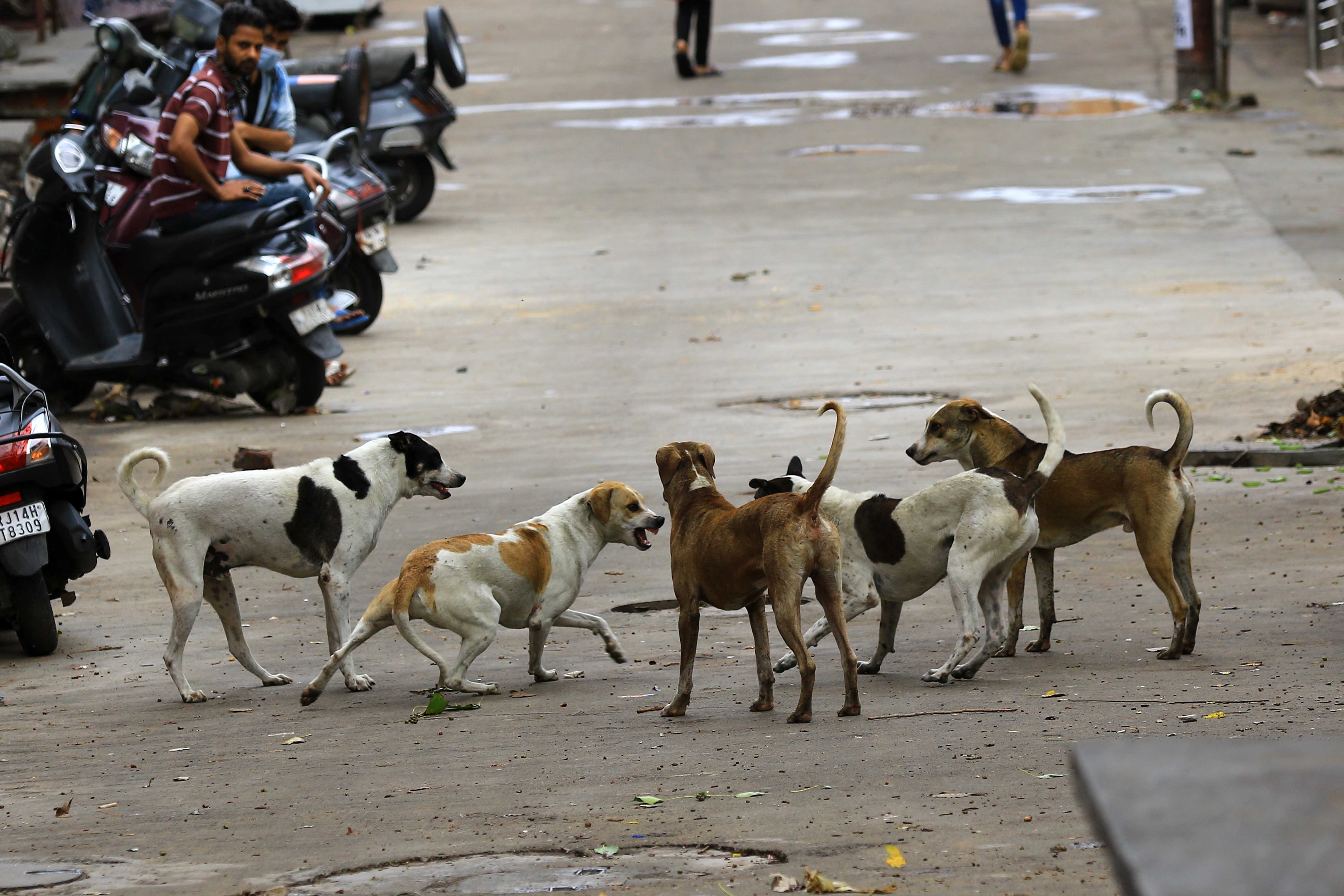 street dog street dog
