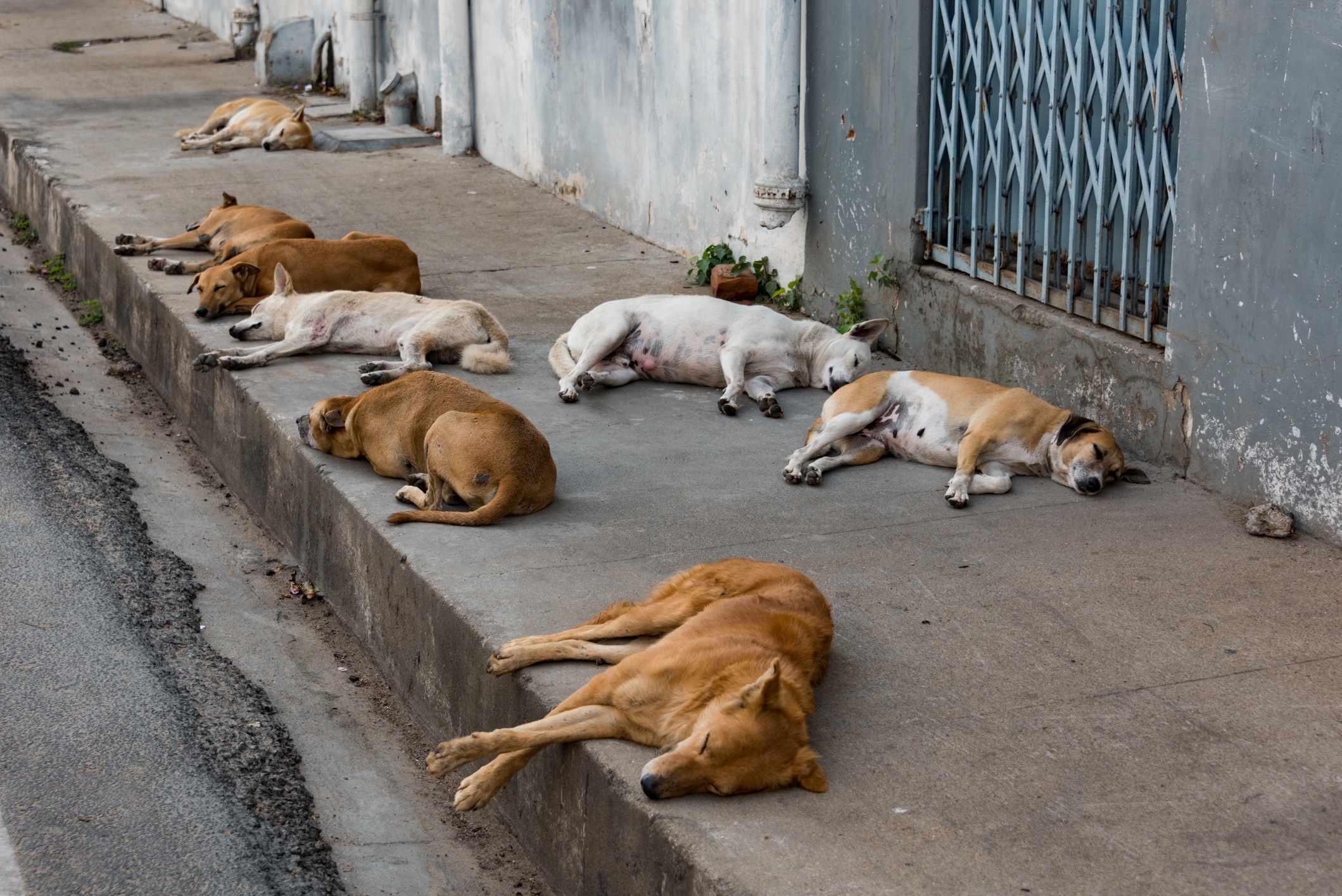 street dog street dog