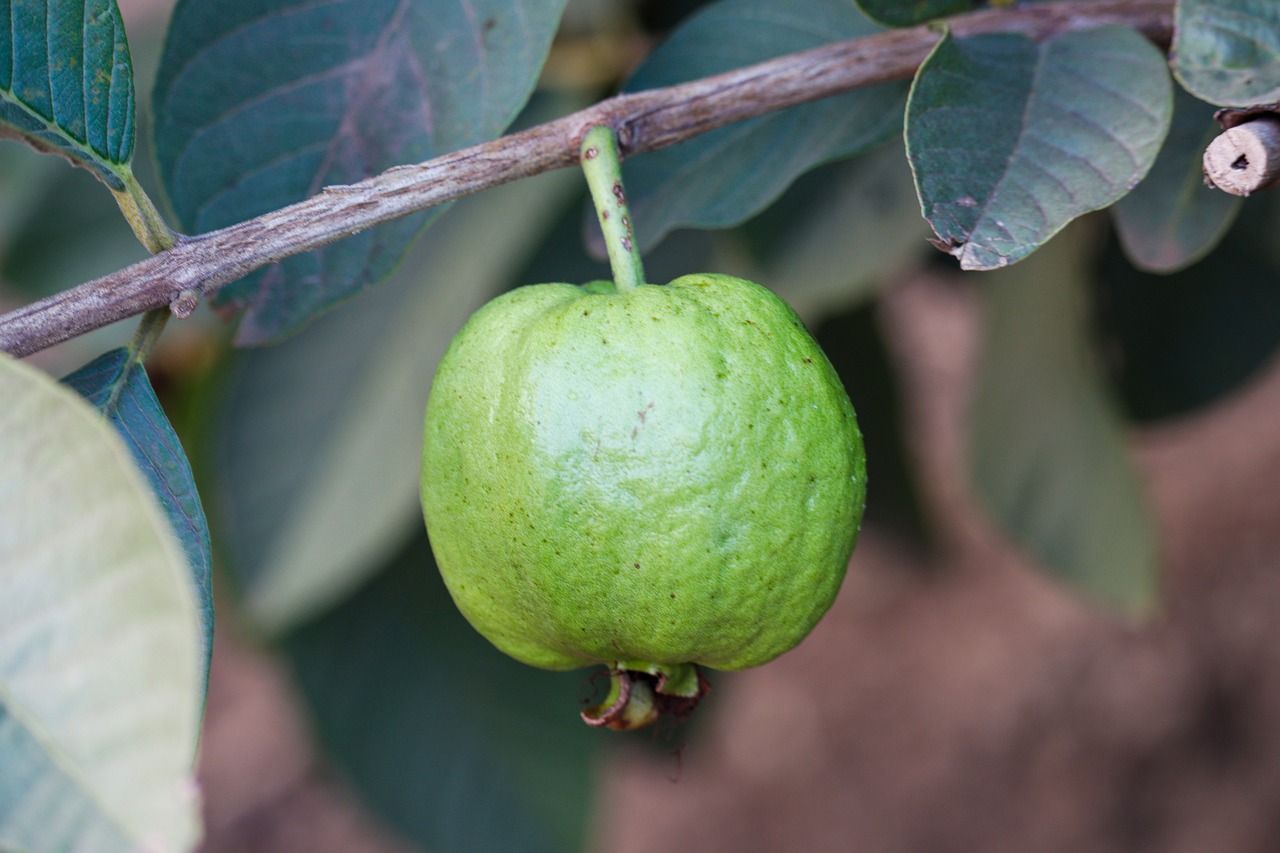 পেয়ারা কাঁচা পেয়ারা কাঁচা