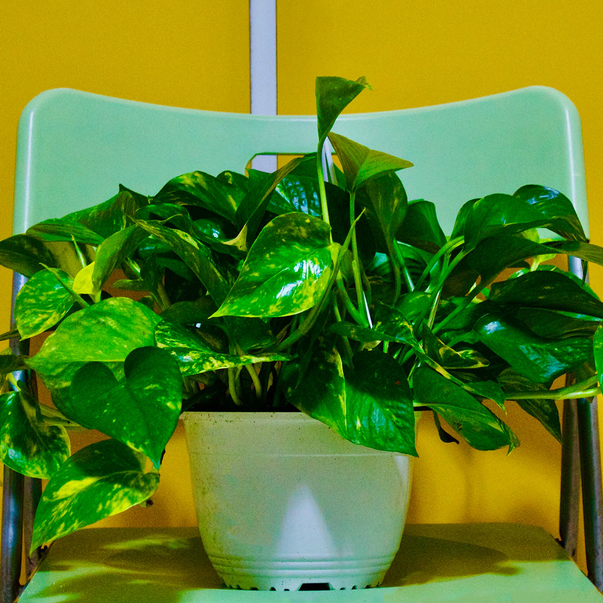 Money Plant best direction Money Plant best direction