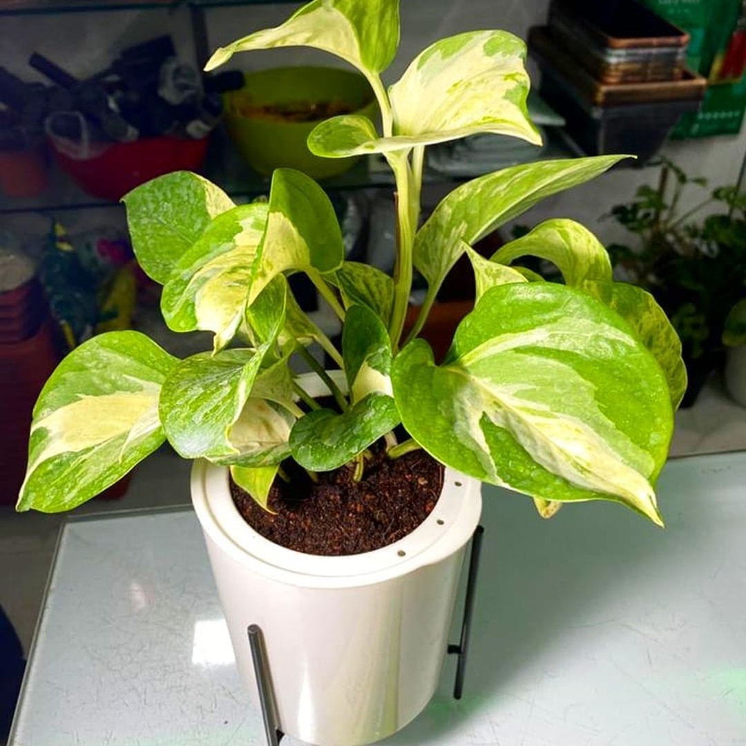 MoneyPlant MoneyPlant