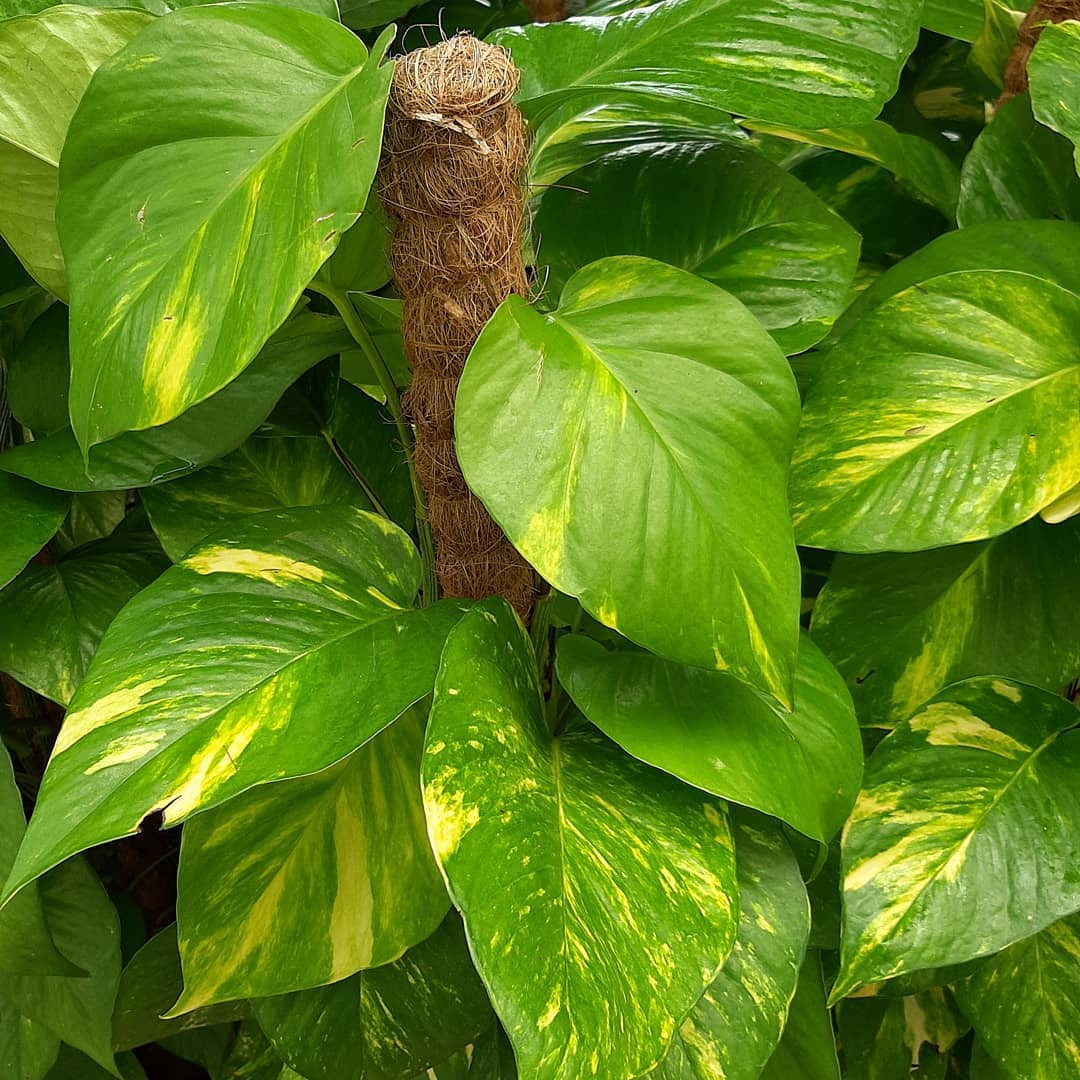 Money Plant photos Money Plant photos