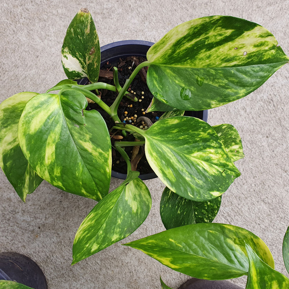 Money Plant keeping rule Money Plant keeping rule