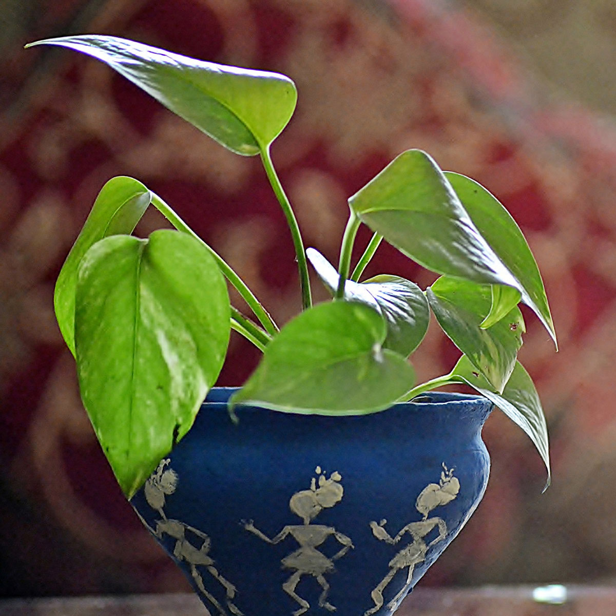 Money Plant do's and don'ts Money Plant do's and don'ts