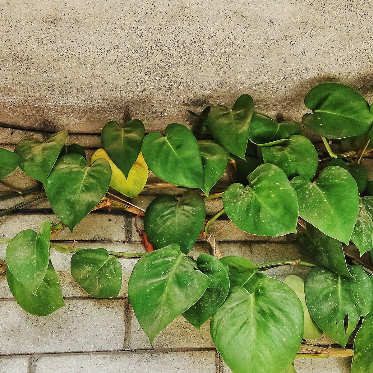 Money Plant best position Money Plant best position