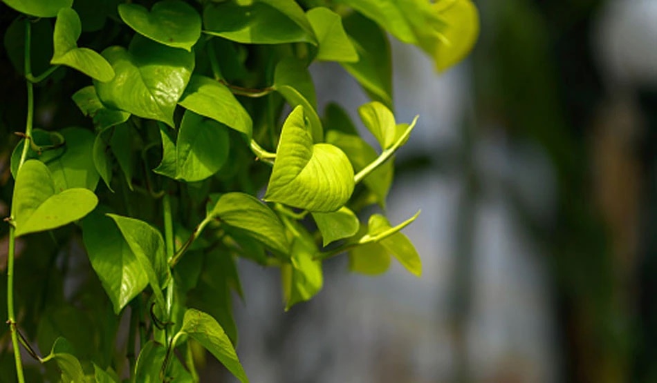 Money Plant Money Plant