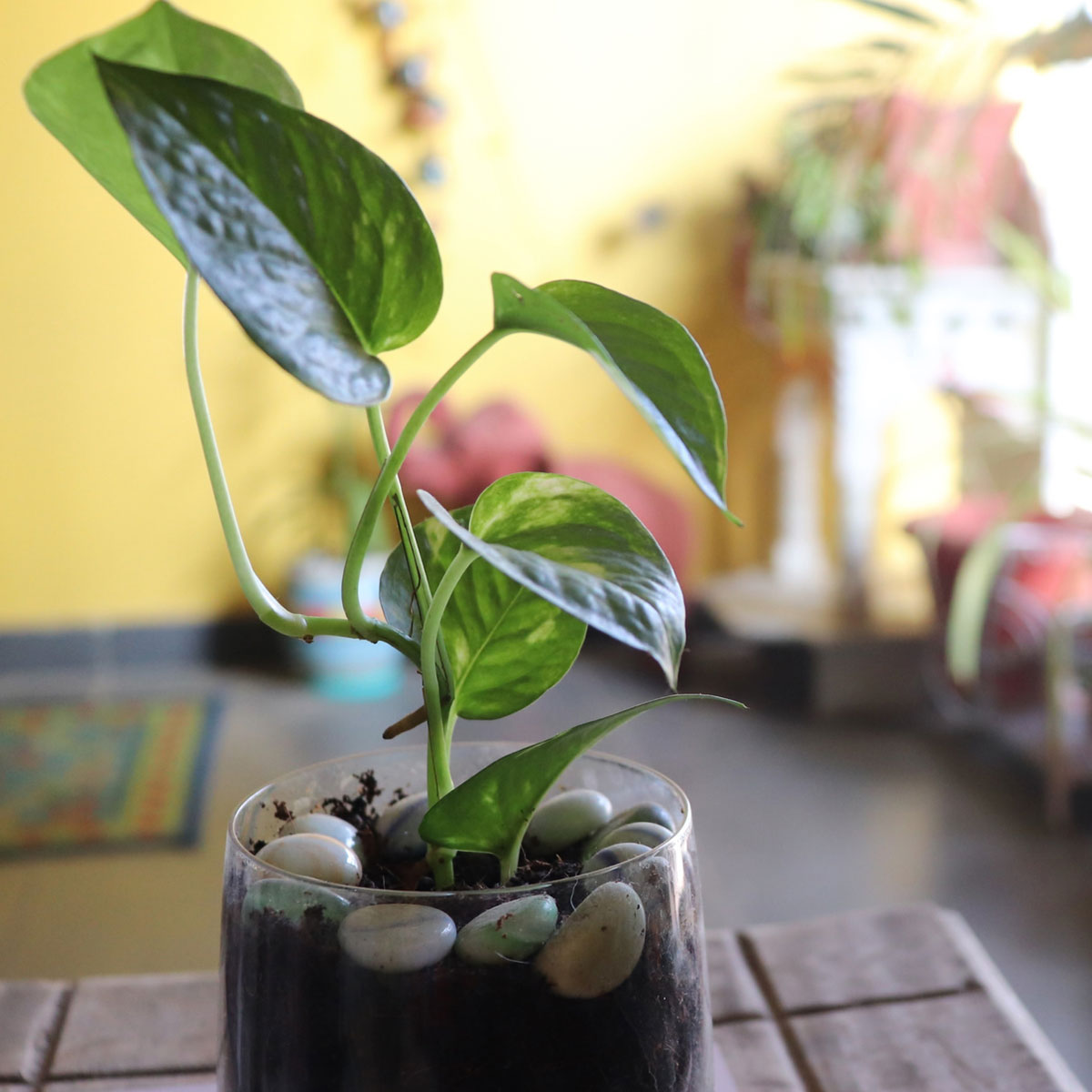 Money Plant vastu Money Plant vastu