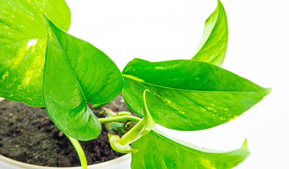 Money Plant vastu tips Money Plant vastu tips