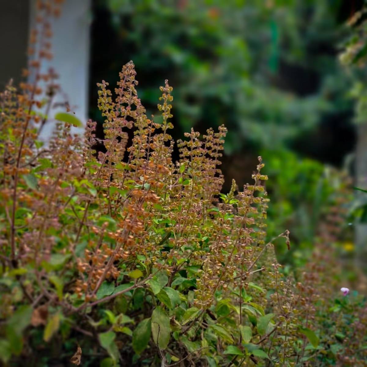 যদি খুব ঠান্ডা থাকে, তাহলে আপনার তুলসী গাছগুলি ঘরের ভিতরে অথবা উষ্ণ স্থানে রাখুন। আপনি আপনার বারান্দায় প্লাস্টিকের শিট বা কভারও ব্যবহার করতে পারেন।