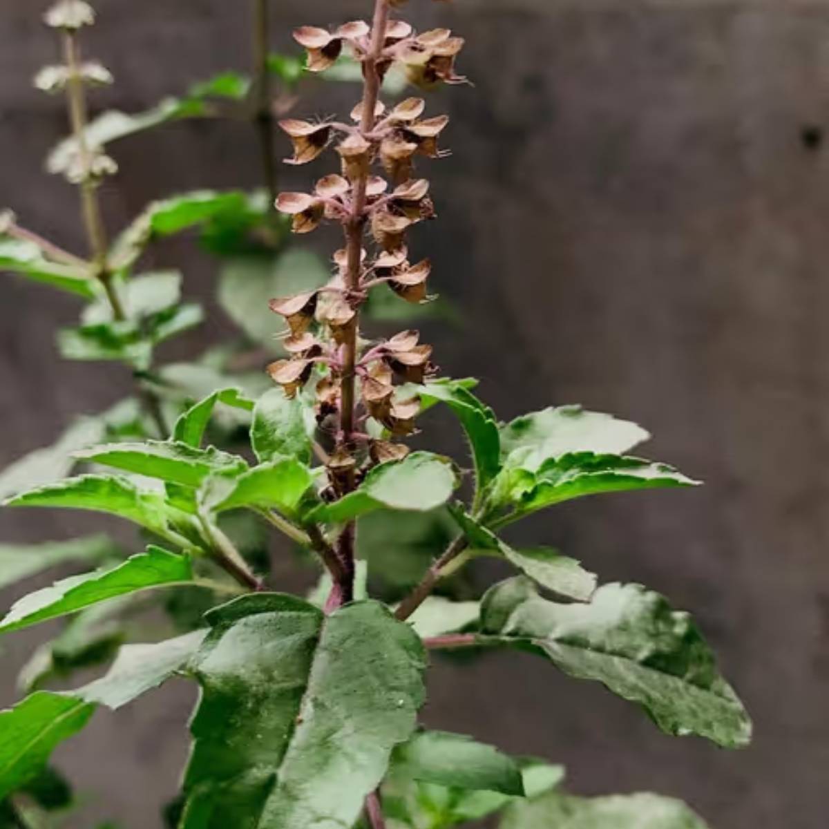 শীতের মাসগুলিতে তুলসী গাছের পর্যাপ্ত সূর্যালোক প্রয়োজন। সকালের হালকা সূর্যালোক গাছের জন্য আদর্শ।