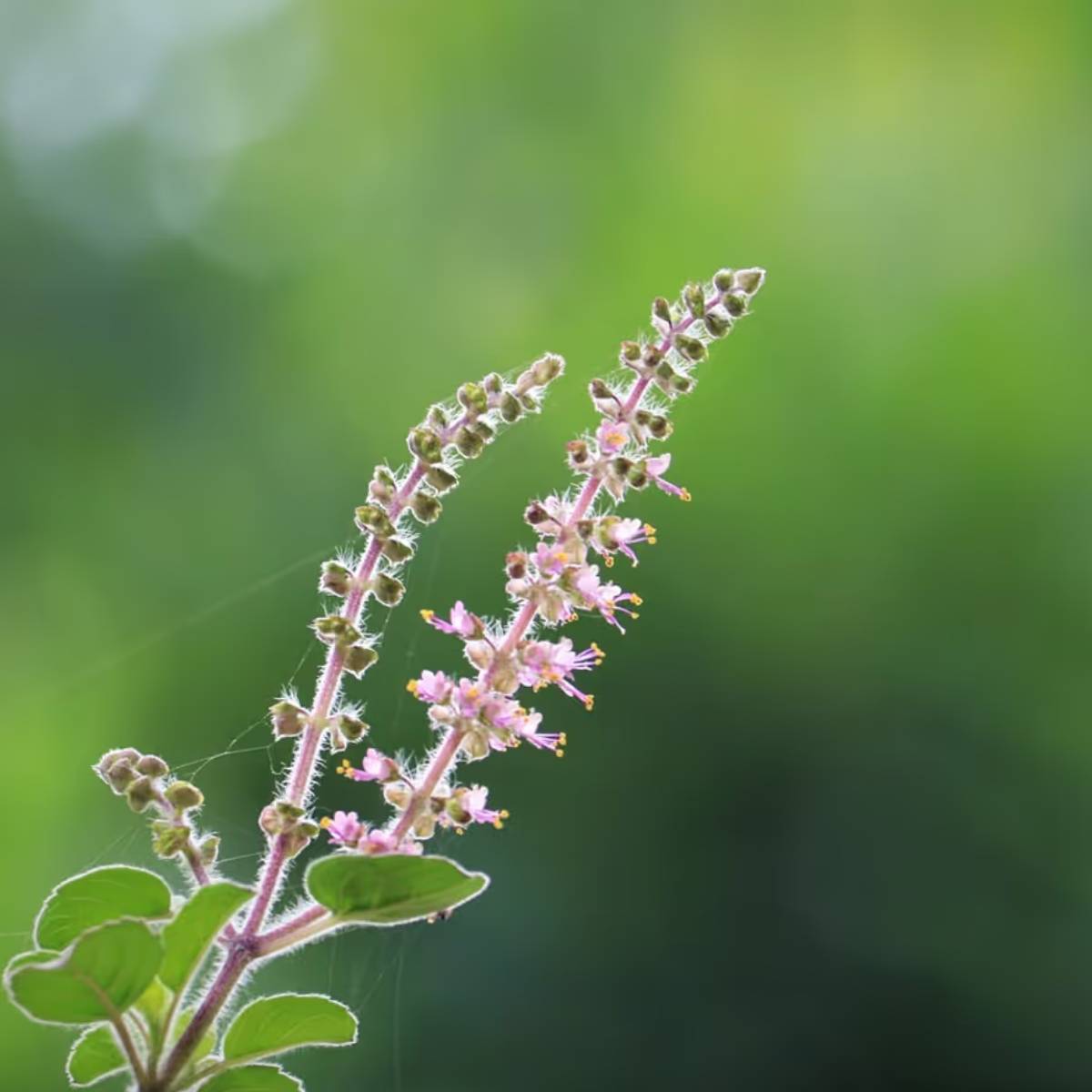 গাছপালাকে নিয়মিত জল, সূর্যালোক, পুষ্টি এবং সুরক্ষা প্রদান করা খুবই গুরুত্বপূর্ণ।