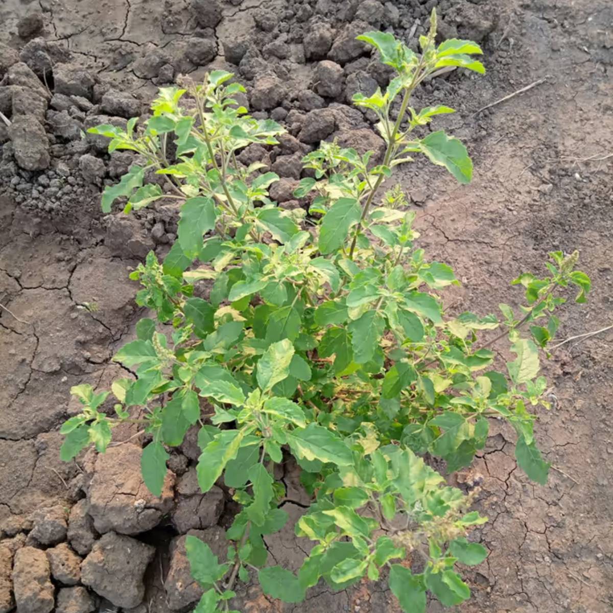 এই দিনগুলিতে, দিনে একবার বা দুবার তুলসী গাছে হালকা জল দেওয়া যথেষ্ট। শুধু নিশ্চিত করুন যে মাটি সম্পূর্ণ শুষ্ক বা খুব বেশি ভেজা নয়।