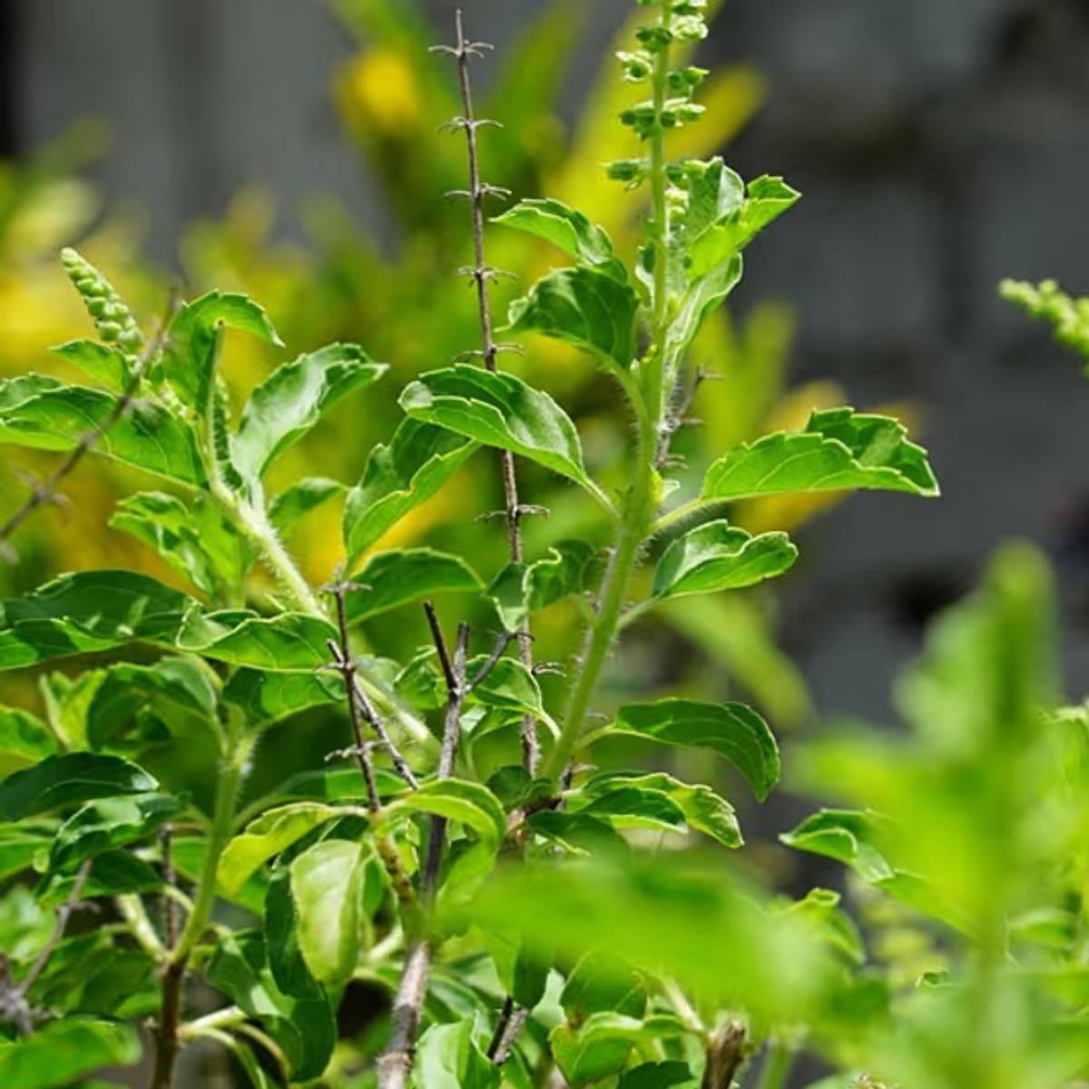 বিশেষজ্ঞদের মতে, সঠিক যত্নের মাধ্যমে, শীতকালেও তুলসী গাছকে সুস্থ ও সবুজ রাখা যায়।