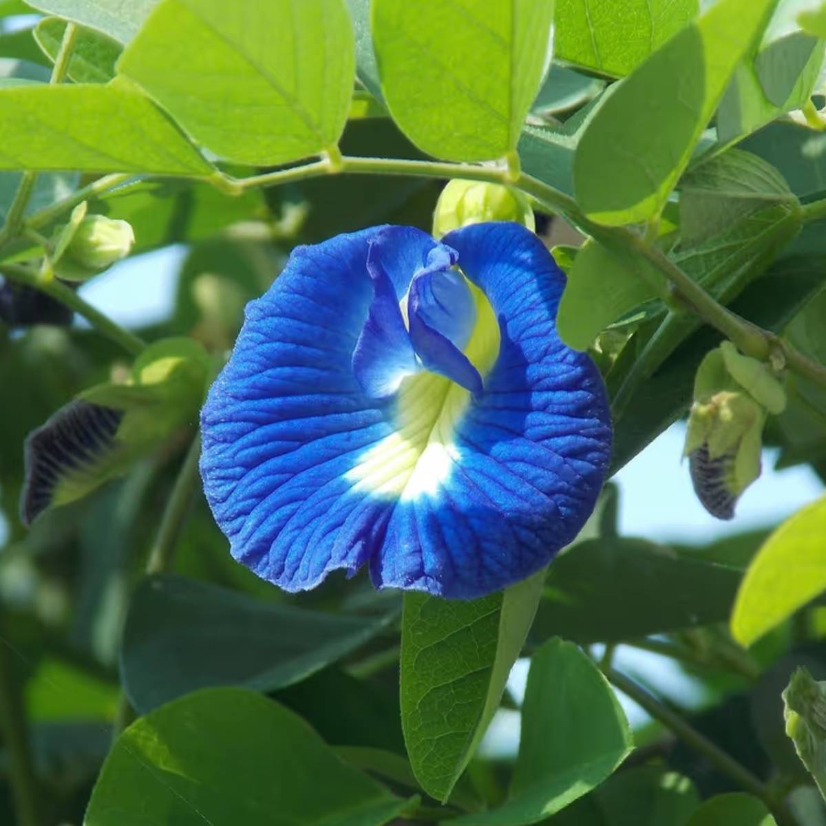 মৃত ফুলগুলি দ্রুত সরিয়ে ফেলুন। পুরাতন ফুল শুকিয়ে যেতে শুরু করলে বা বীজ তৈরি হতে শুরু করলে, গাছ থেকে সেগুলো তুলে ফেলুন। মৃত ফুলগুলি দ্রুত সরিয়ে ফেলুন। পুরাতন ফুল শুকিয়ে যেতে শুরু করলে বা বীজ তৈরি হতে শুরু করলে, গাছ থেকে সেগুলো তুলে ফেলুন।