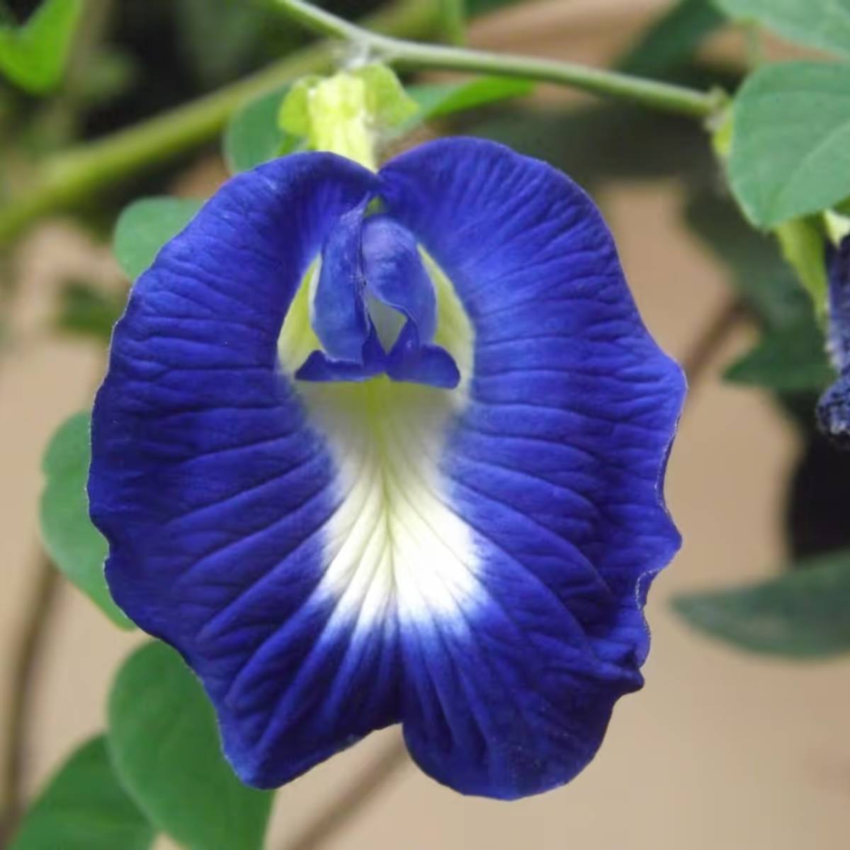 তাই গাছটা এমন জায়গায় রাখুন যেখানে প্রতিদিন কমপক্ষে ৫ থেকে ৬ ঘন্টা সরাসরি সূর্যালোক পড়ে। এতে গাছের পাতা গাঢ় সবুজ থাকবে এবং ফুলের সংখ্যা বৃদ্ধি পাবে। তাই গাছটা এমন জায়গায় রাখুন যেখানে প্রতিদিন কমপক্ষে ৫ থেকে ৬ ঘন্টা সরাসরি সূর্যালোক পড়ে। এতে গাছের পাতা গাঢ় সবুজ থাকবে এবং ফুলের সংখ্যা বৃদ্ধি পাবে।