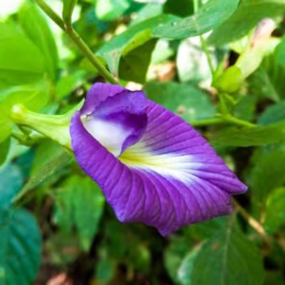 সূর্যের আলো অপরাজিতা গাছের আসল রঙ বের করে আনবে। অপরাজিতা ফুল ফোটার জন্য সূর্যালোক খুবই প্রয়োজন। সূর্যের আলো অপরাজিতা গাছের আসল রঙ বের করে আনবে। অপরাজিতা ফুল ফোটার জন্য সূর্যালোক খুবই প্রয়োজন।