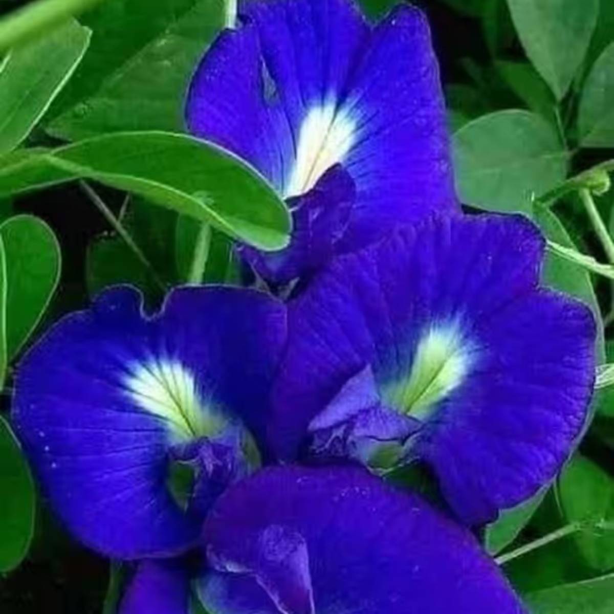 অপরাজিতা গাছটি তার সুন্দর নীল এবং সাদা ফুলের জন্য পরিচিত। এই লতাটি যেমন সুন্দর, তেমনি যত্ন নেওয়াও সহজ। অপরাজিতা গাছটি তার সুন্দর নীল এবং সাদা ফুলের জন্য পরিচিত। এই লতাটি যেমন সুন্দর, তেমনি যত্ন নেওয়াও সহজ।