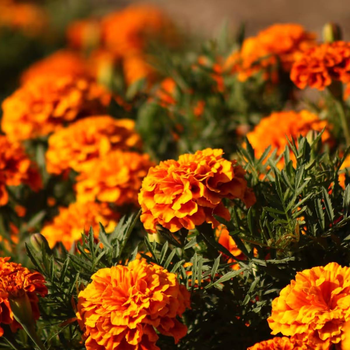 অ্যালোভেরা কেবল একটি ঔষধি গাছ নয়, এর সূক্ষ্ম ফুল শীতকালে ফোটে। এই ছোট ছোট ফুলগুলি আপনার ঘর বা বারান্দায় রঙ এবং মাধুর্যের ছোঁয়া যোগ করে। অ্যালোভেরা কেবল একটি ঔষধি গাছ নয়, এর সূক্ষ্ম ফুল শীতকালে ফোটে। এই ছোট ছোট ফুলগুলি আপনার ঘর বা বারান্দায় রঙ এবং মাধুর্যের ছোঁয়া যোগ করে।