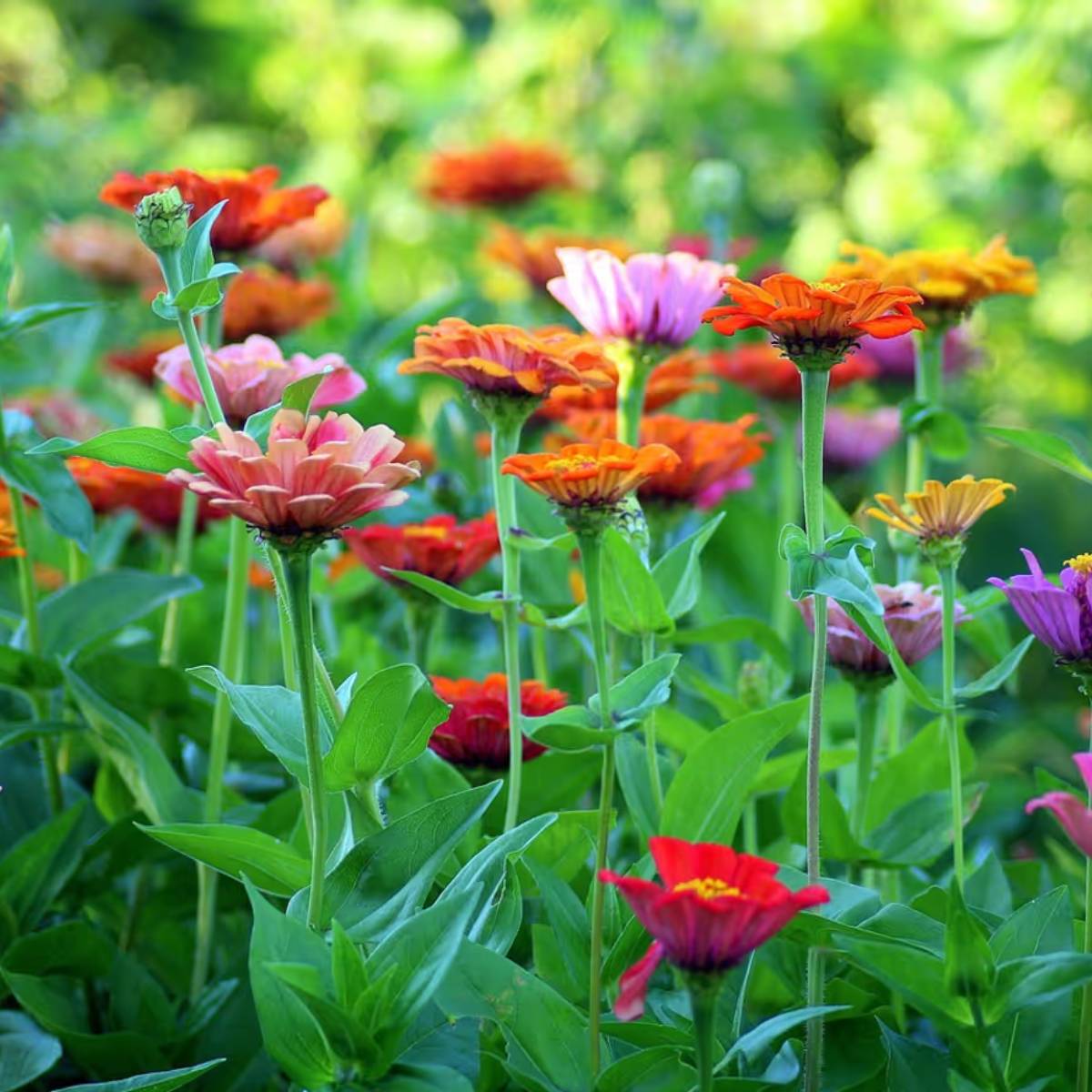 এভাবে আপনার বাগান সাজিয়ে তুলতে পারেন নানা রঙের ফুলে। তাতে যেমন আপনার মন ভাল থাকবে তেমনই আপনার বাড়ির সৌন্দর্যও বাড়বে অনেকটাই। এভাবে আপনার বাগান সাজিয়ে তুলতে পারেন নানা রঙের ফুলে। তাতে যেমন আপনার মন ভাল থাকবে তেমনই আপনার বাড়ির সৌন্দর্যও বাড়বে অনেকটাই।