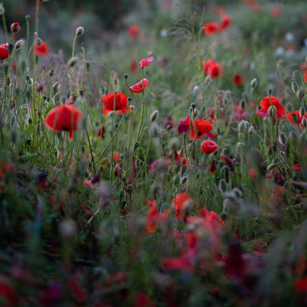শীতকালে ভারতে চন্দ্রমল্লিকা অবাধে ফুটে। এই গাছটি রঙিন ফুল দেয় - এবং একটি প্রাকৃতিক গৃহসজ্জা প্রদান করে। শীতকালে ভারতে চন্দ্রমল্লিকা অবাধে ফুটে। এই গাছটি রঙিন ফুল দেয় - এবং একটি প্রাকৃতিক গৃহসজ্জা প্রদান করে।
