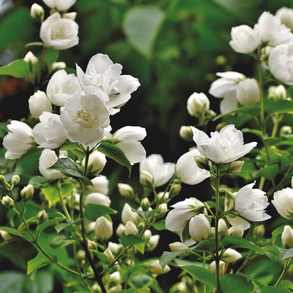 জুঁই হল ছোট, সাদা, সুগন্ধি ফুলের একটি উদ্ভিদ। এর সুগন্ধ শীতকালেও আপনার ঘরকে সতেজ রাখতে পারে। এর জন্য হালকা সূর্যালোক এবং নিয়মিত জল দেওয়া প্রয়োজন। জুঁই হল ছোট, সাদা, সুগন্ধি ফুলের একটি উদ্ভিদ। এর সুগন্ধ শীতকালেও আপনার ঘরকে সতেজ রাখতে পারে। এর জন্য হালকা সূর্যালোক এবং নিয়মিত জল দেওয়া প্রয়োজন।