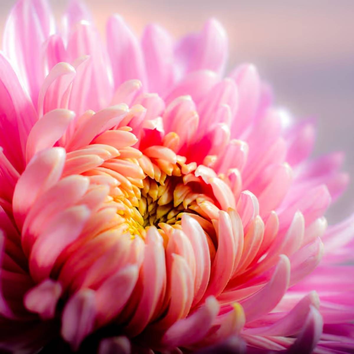 শীতকাল প্রায়শই আপনার বাগান বা বারান্দাকে একঘেয়েমি করে তুলতে পারে, কিন্তু কিছু ভারতীয় ফুল গ্রহণ করে আপনি ঠান্ডার মধ্যেও আপনার ঘরকে প্রাণবন্ত এবং সুগন্ধি রাখতে পারেন। এই ফুলগুলি কেবল সুন্দরই নয়, ঠান্ডা সহ্য করার ক্ষমতাও রাখে। শীতকাল প্রায়শই আপনার বাগান বা বারান্দাকে একঘেয়েমি করে তুলতে পারে, কিন্তু কিছু ভারতীয় ফুল গ্রহণ করে আপনি ঠান্ডার মধ্যেও আপনার ঘরকে প্রাণবন্ত এবং সুগন্ধি রাখতে পারেন। এই ফুলগুলি কেবল সুন্দরই নয়, ঠান্ডা সহ্য করার ক্ষমতাও রাখে।