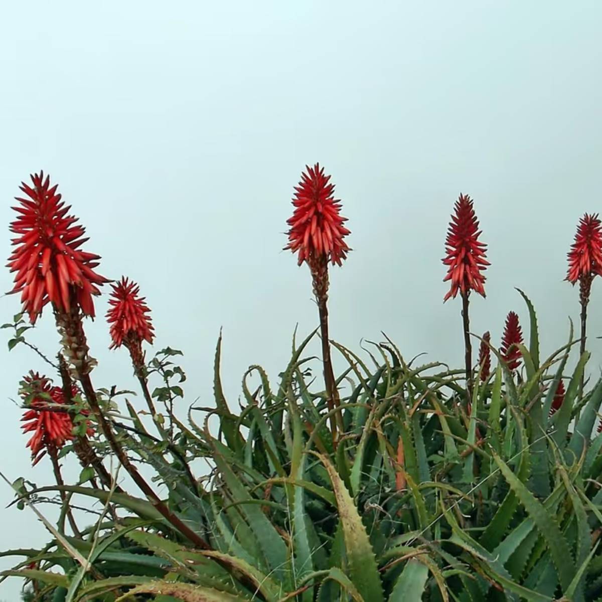 গোলাপ প্রতিটি ভারতীয় বাগানের একটি অপরিহার্য উপাদান। শীতকালে এগুলি প্রচুর পরিমাণে ফুটে এবং এর সুবাস ঘর ভরে তোলে। প্রতিদিন হালকা জল এবং সূর্যের আলো প্রয়োজন। গোলাপ প্রতিটি ভারতীয় বাগানের একটি অপরিহার্য উপাদান। শীতকালে এগুলি প্রচুর পরিমাণে ফুটে এবং এর সুবাস ঘর ভরে তোলে। প্রতিদিন হালকা জল এবং সূর্যের আলো প্রয়োজন।