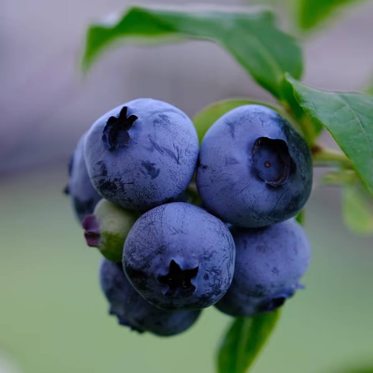 আপনার জায়গা ছোট হোক বা বারান্দা, আপনি সহজেই একটি টবে বা একটি বড় পাত্রে একটি ব্লুবেরি গাছ লাগাতে পারেন এবং তাজা, অ্যান্টিঅক্সিডেন্ট সমৃদ্ধ ফল উপভোগ করতে পারেন।