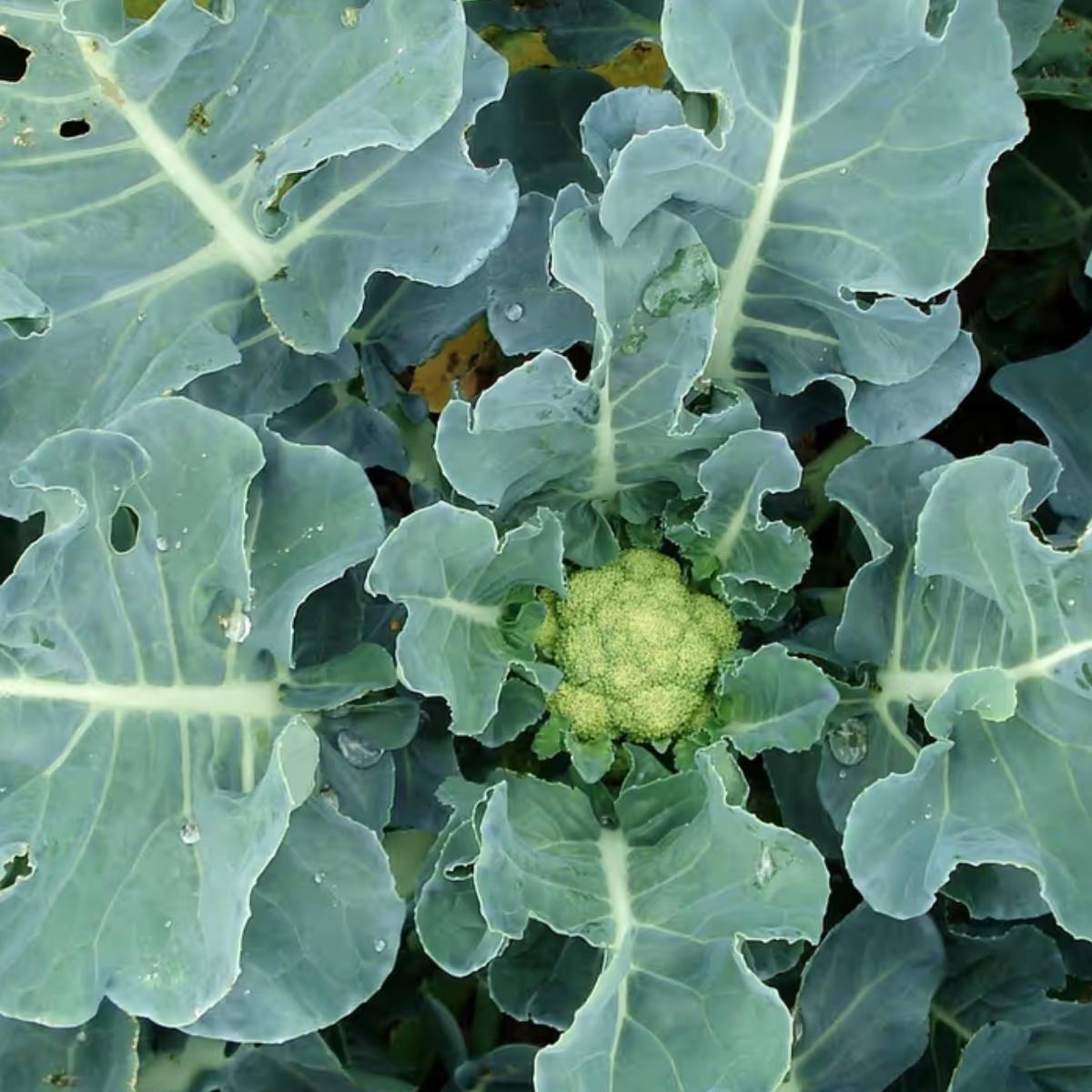 শীতকাল মানেই বাঁধাকপি বা ফুলকপি। এই কয়েকমাসে এই দুই কপি আমরা প্রায় দু'বেলাই খেয়ে থাকি।