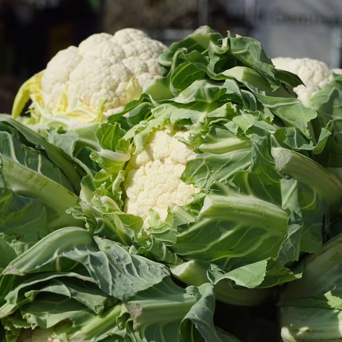 বাঁধাকপি প্রায় ৭০-৯০ দিনের মধ্যে প্রস্তুত হয়ে যাবে। যদি আপনি প্রতি ১৫ দিন অন্তর নতুন গাছ লাগাতে থাকেন, তাহলে পুরো শীতকাল ধরে আপনার কাছে তাজা বাঁধাকপি থাকবে।