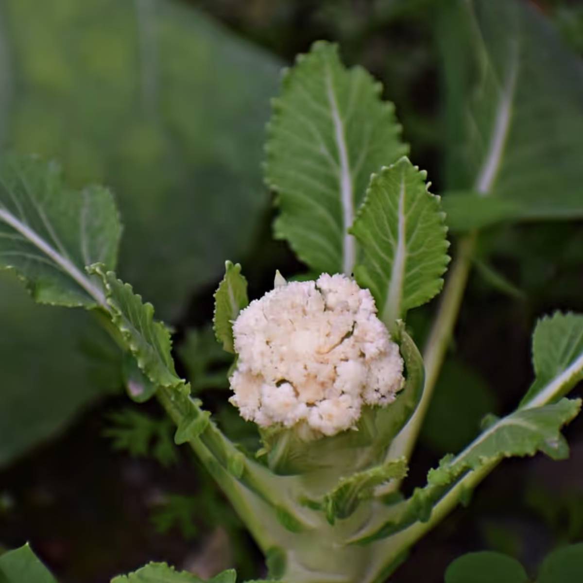 প্রতিদিন ৪-৫ ঘন্টা সূর্যালোক থাকা অপরিহার্য। প্রতিদিন হালকা করে জল দিন, তবে মাটিতে জল জমে থাকা এড়িয়ে চলুন।