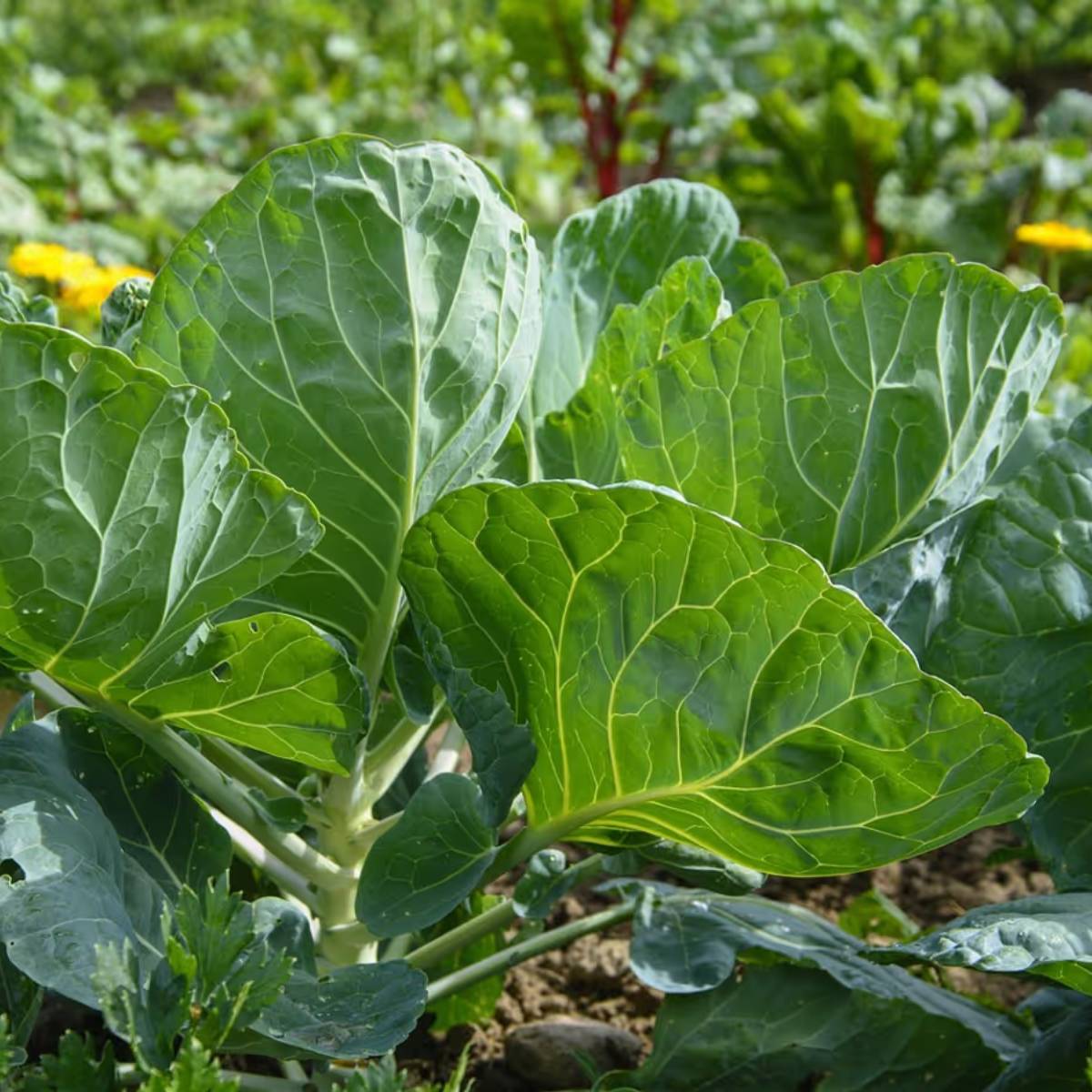 ৭-১০ দিনের মধ্যে চারা বের হবে, তারপর গাছটিকে একটি বড় টবে রোপণ করুন।