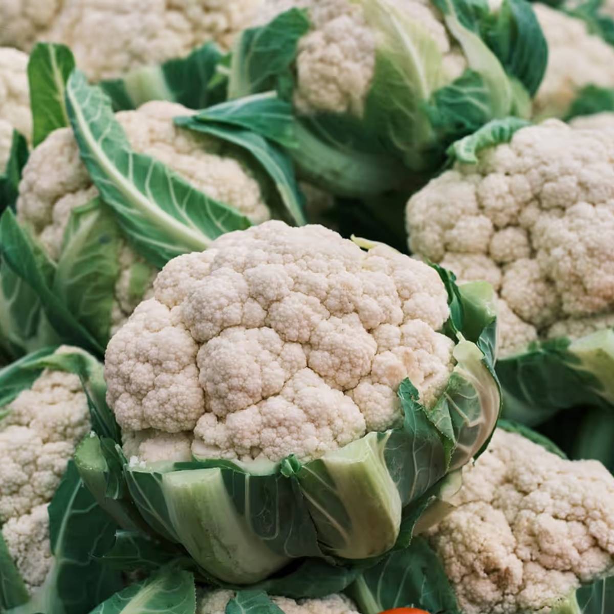 একটি ১২-১৪ ইঞ্চি পাত্র নিন এবং তাতে বাগানের মাটি, গোবর সার এবং কিছু বালি মিশিয়ে নিন।