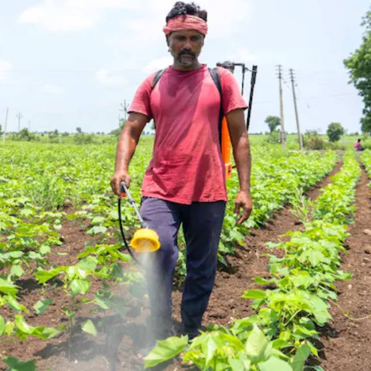 পোকামাকড় দূর করতে নিয়মিত দিন নিম তেল। এই তেল নিয়মিত স্প্রে করতে পারলে পোকামাকড় কাছে ঘেষতে পারবে না।