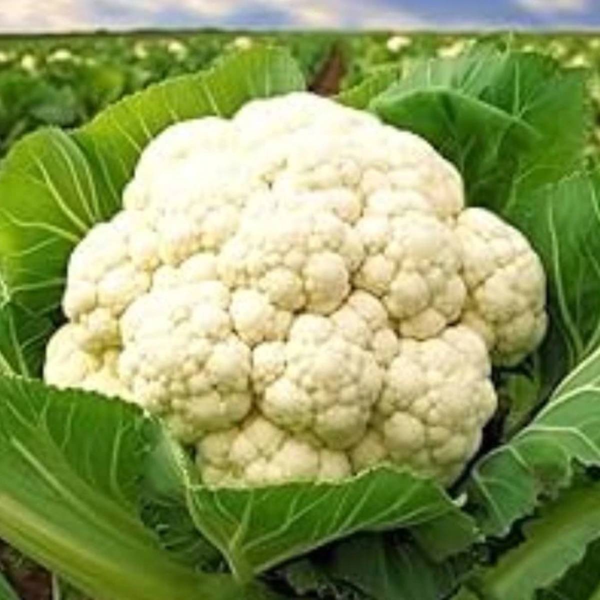 শীতকালে বাজার থেকে কপি কেনার পরিবর্তে, আপনি এটি আপনার বারান্দায় লাগাতে পারেন। এটা চাষ করা কঠিন বা ব্যয়বহুল নয় - আপনার যা দরকার তা হল সঠিক মাটি, কিছু সূর্যালোক এবং সামান্য যত্ন।