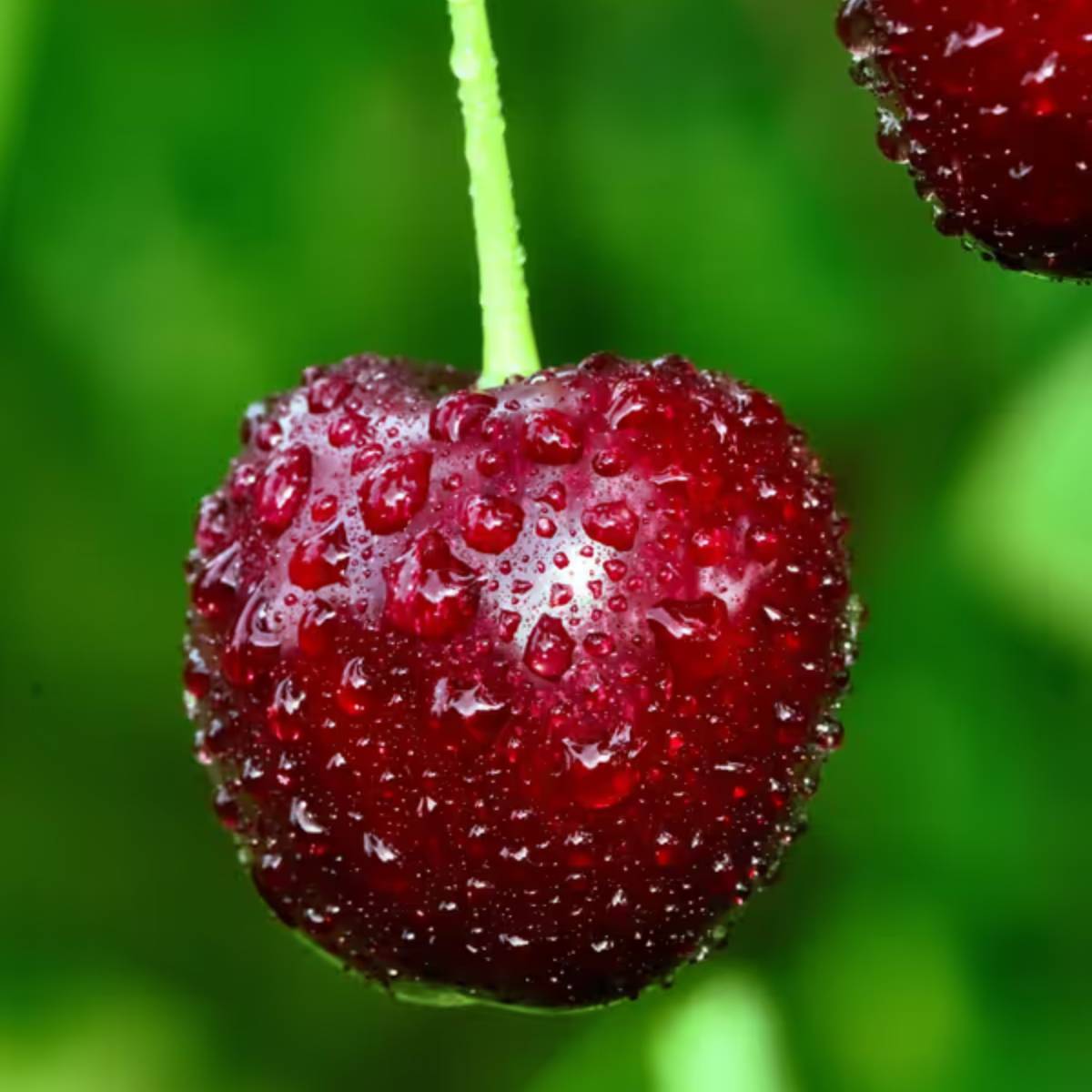 আপেল, সব ধরণের বেরি, চেরি, আপেল এবং নাশপাতির মতো ফলগুলিতে প্রচুর পরিমাণে অ্যান্টিঅক্সিডেন্ট এবং ফাইবার থাকে। এগুলি শরীরে প্রদাহ এবং অক্সিডেটিভ স্ট্রেস কমাতে সাহায্য করে। এ গুলি ভিটামিন এ, সি এবং বি৬ এর মতো পুষ্টির ভালো উৎস এবং পটাসিয়ামের পরিমাণও কম।