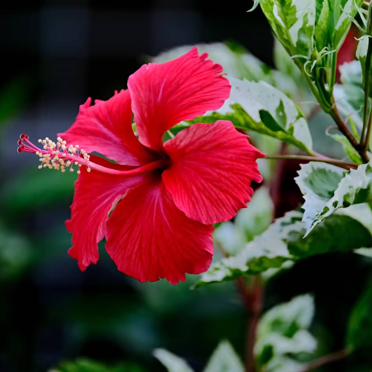 মেহেদি একটি জনপ্রিয় প্রাকৃতিক চুলের রঙ। এটি চুলের বাদামী থেকে গাঢ় রঙ ধারণ করে এবং ধূসর চুল ঢেকে রাখতে খুবই কার্যকর। এটি চুলকে শক্তিশালী করে এবং চুল পড়া কমায়।