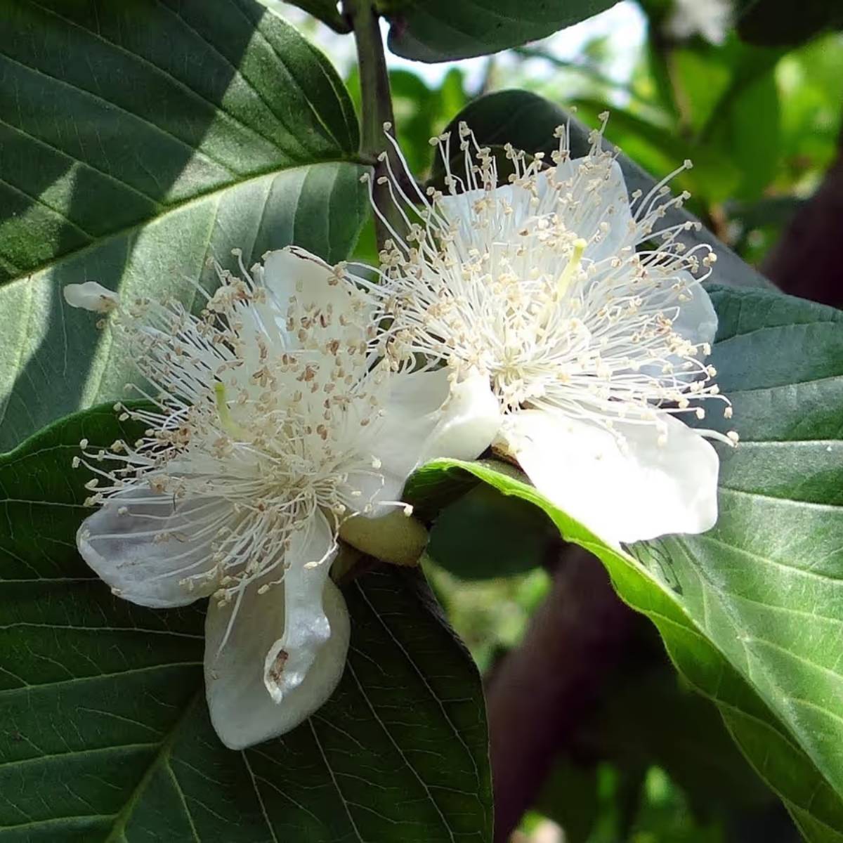 যদি ফুল ঝরে পড়ার সমস্যা হয়, তাহলে গাছের চারপাশে কিছু ছাই ছিটিয়ে দিন। যদি ফুল ঝরে পড়ার সমস্যা হয়, তাহলে গাছের চারপাশে কিছু ছাই ছিটিয়ে দিন।