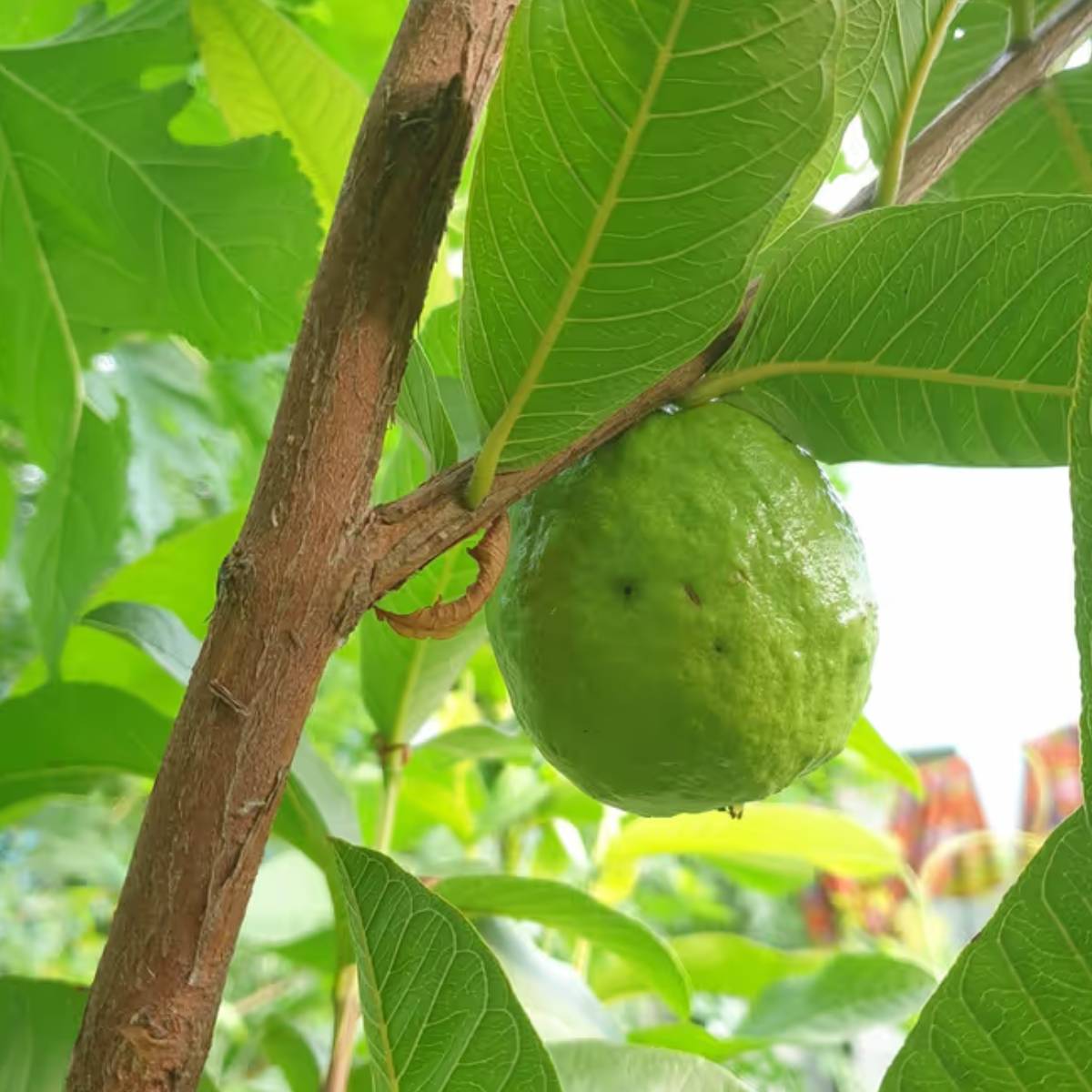 সপ্তাহে ২-৩ বার জল দিন, তবে মাটি হালকা আর্দ্র রাখুন। সপ্তাহে ২-৩ বার জল দিন, তবে মাটি হালকা আর্দ্র রাখুন।