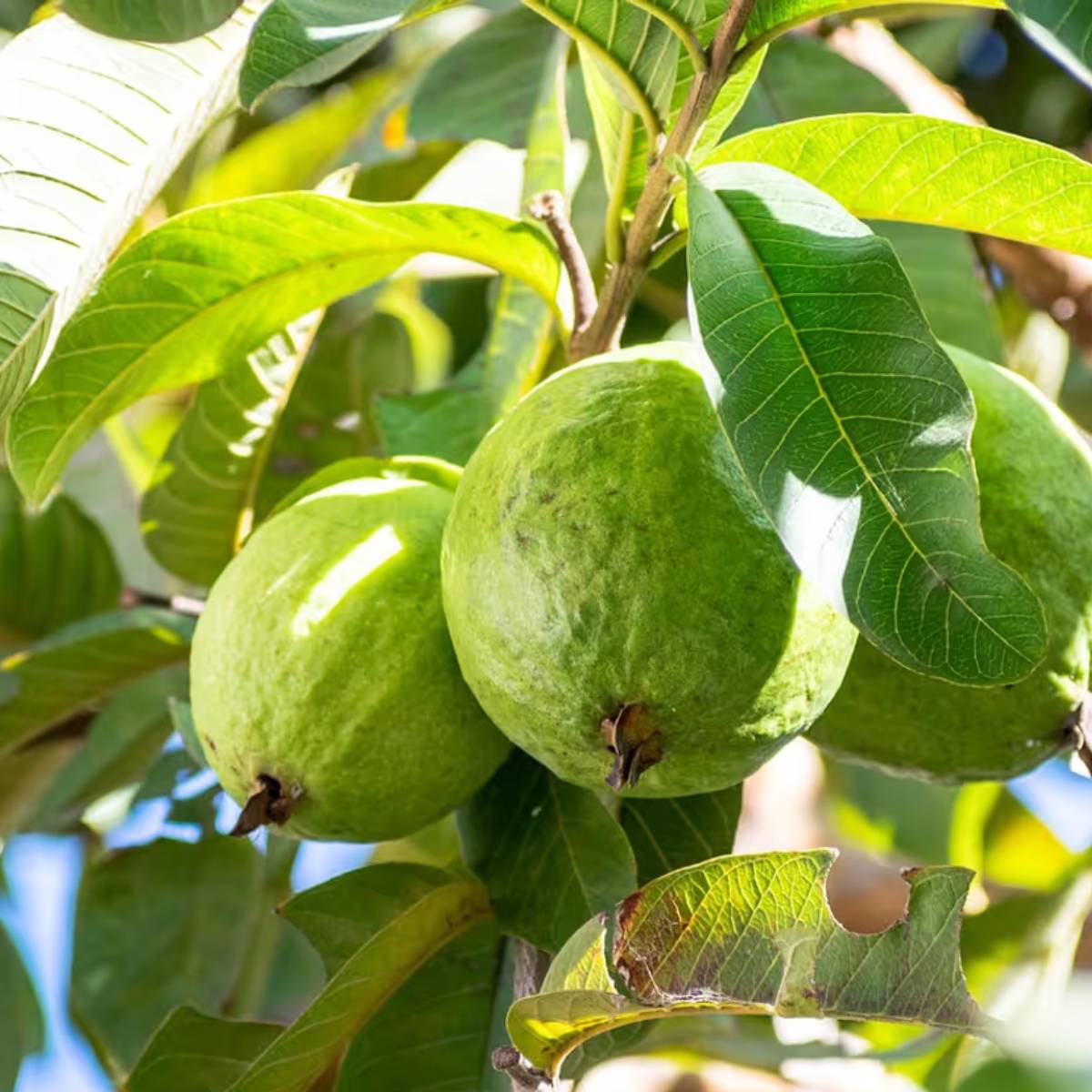 সঠিক সূর্যালোক, সঠিক সার এবং সামান্য যত্নের মাধ্যমে, একটি পেয়ারা গাছ প্রচুর ফল দিতে পারে। সঠিক সূর্যালোক, সঠিক সার এবং সামান্য যত্নের মাধ্যমে, একটি পেয়ারা গাছ প্রচুর ফল দিতে পারে।