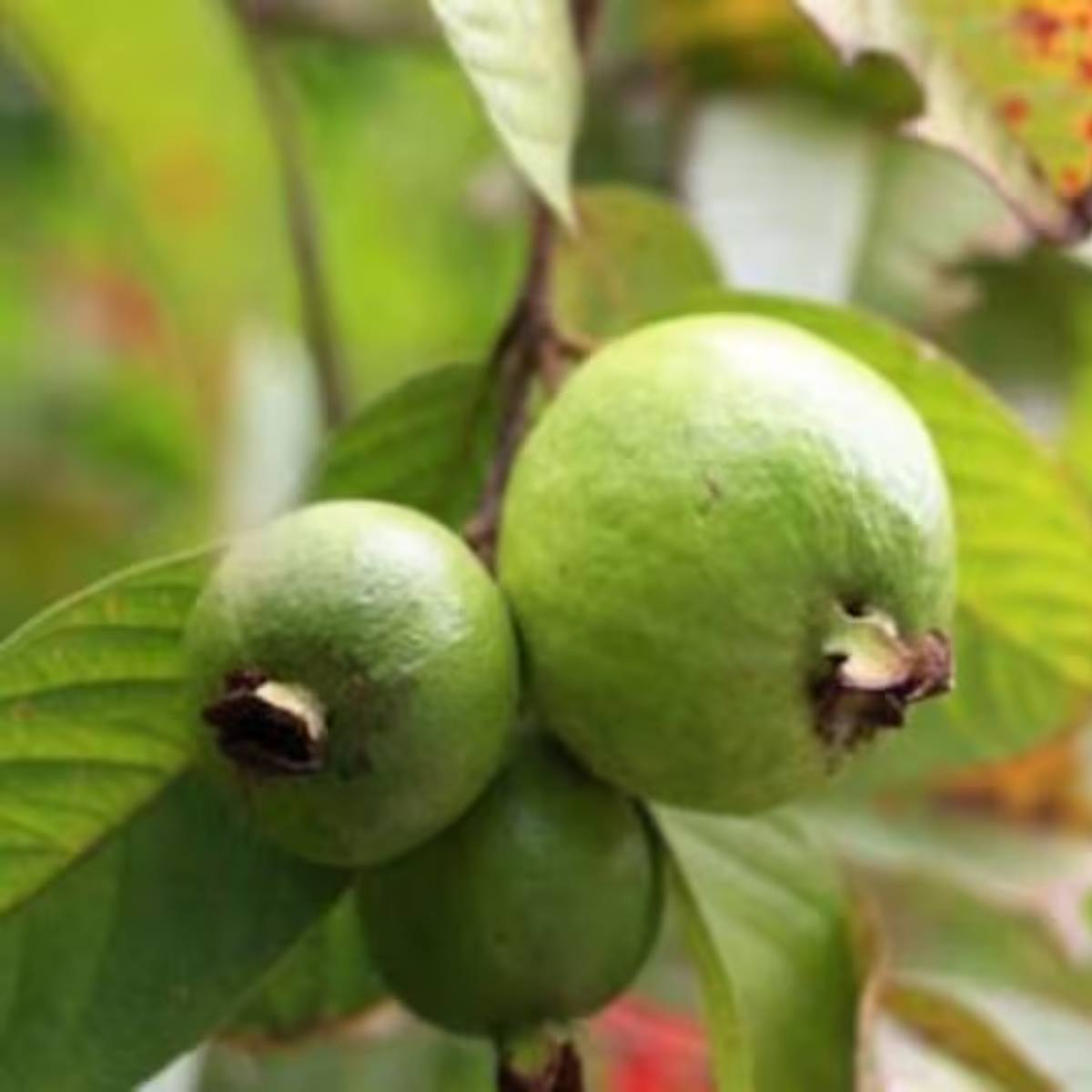 পেয়ারা গাছে কম ফল ধরে, তাহলে কিছু সহজ ঘরোয়া প্রতিকার অবলম্বন করে আপনি এর ফলন বাড়াতে পারেন। পেয়ারা গাছে কম ফল ধরে, তাহলে কিছু সহজ ঘরোয়া প্রতিকার অবলম্বন করে আপনি এর ফলন বাড়াতে পারেন।