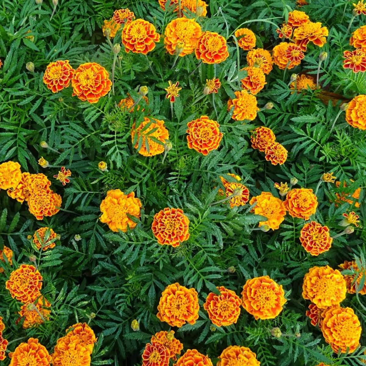 শীতকালে আমাদের বাগানে নানা ধরণের ফুল ফোটে। রঙ-বেরং-এর সেই ফুল আমাদের মন ভাল করে দেয়। তাই এই সময় ফুল গাছ পোঁতা হয়।