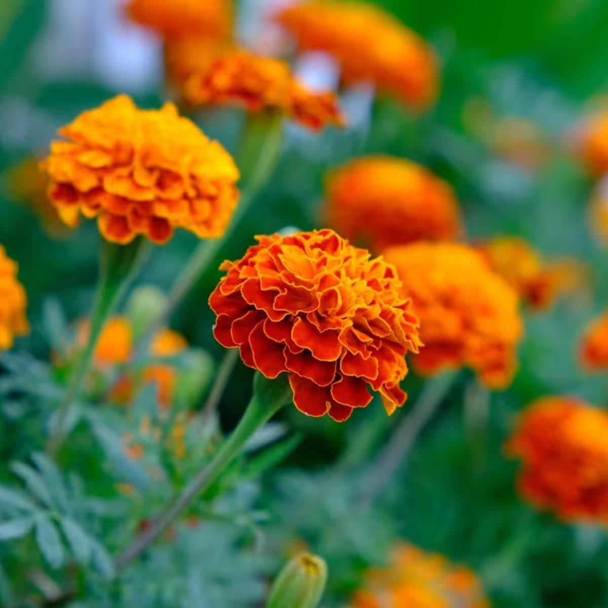 কলার খোসা ২-৩ দিন জলে ভিজিয়ে রাখুন এবং সেই জল গাছের উপর ঢেলে দিন। এতে ফুলের আকার এবং সংখ্যা উভয়ই বৃদ্ধি পাবে।