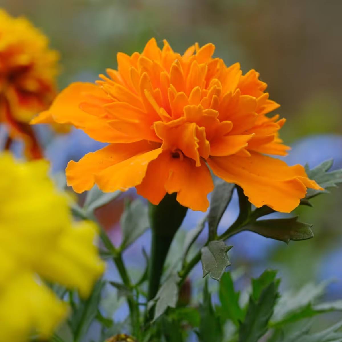 এই পরিস্থিতিতে, নিমের খোসা একটি প্রাকৃতিক কীটনাশক হিসেবে কাজ করে। এটি মাটিকে ছত্রাক এবং ব্যাকটেরিয়া সংক্রমণ থেকে রক্ষা করে, শিকড়কে সুস্থ রাখে।