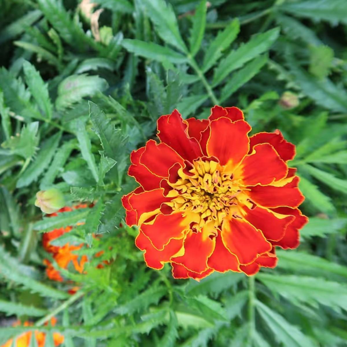 কখনও কখনও গাছপালা শীতকালে ভালো ফলন দেয়, কিন্তু ফুল ফোটার জন্য কুঁড়ি তৈরি করে না। এর অনেক কারণ থাকতে পারে।