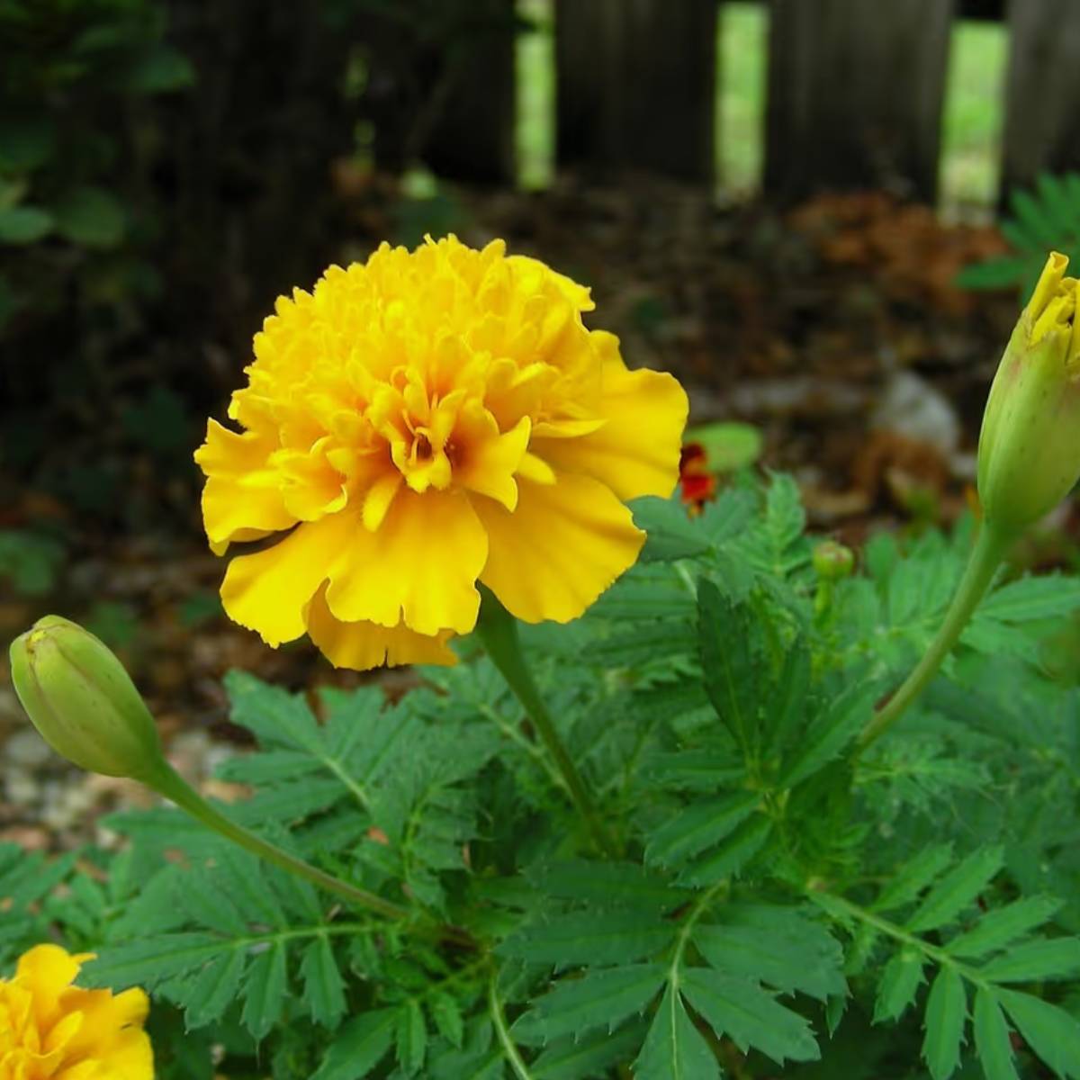 কখনও কখনও গাছপালা শীতকালে ভালো ফলন দেয়, কিন্তু ফুল ফোটার জন্য কুঁড়ি তৈরি করে না। এর অনেক কারণ থাকতে পারে।