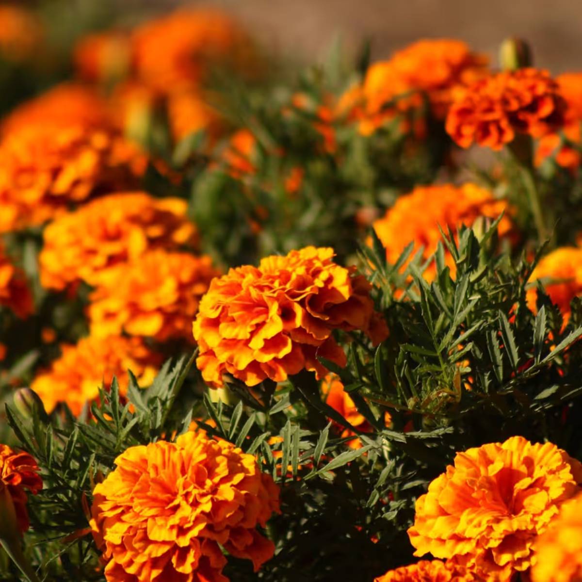 শীতকালেও গাঁদা ফুল প্রচুর পরিমাণে ফোটে। তাই অনেকেই তাদের বারান্দা এবং বাগানে গাঁদা ফুল রোপণ করতে পছন্দ করেন।