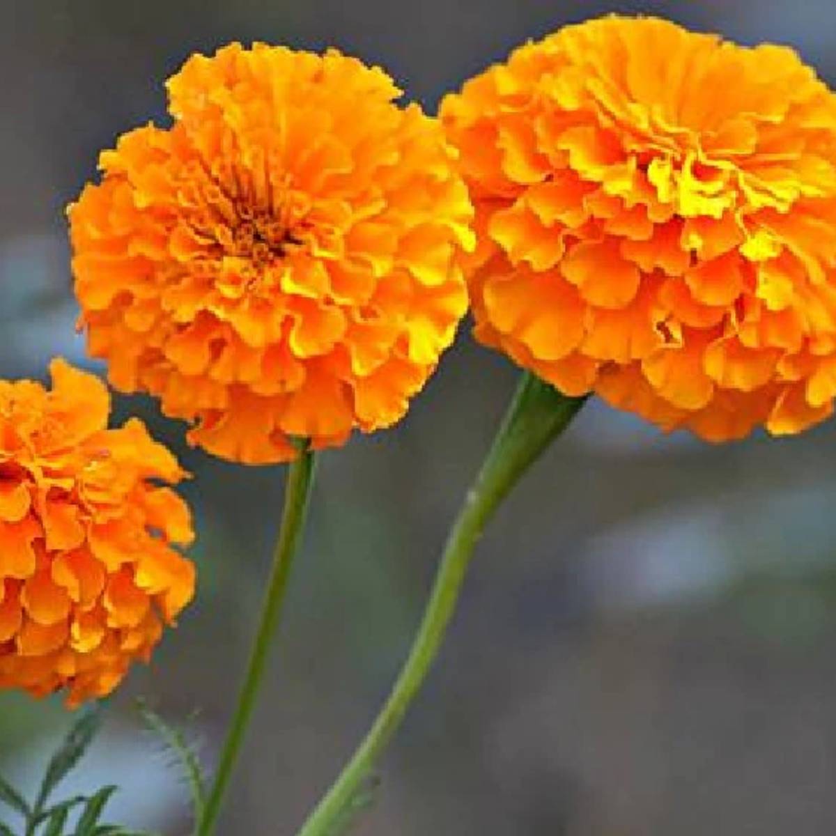 রান্নাঘরের বর্জ্য থেকে তৈরি কম্পোস্ট মাটির গুণমান উন্নত করে। এটি গাছের শিকড়কে শক্তিশালী করে এবং শাখা-প্রশাখায় নতুন অঙ্কুর গজাতে উৎসাহিত করে।