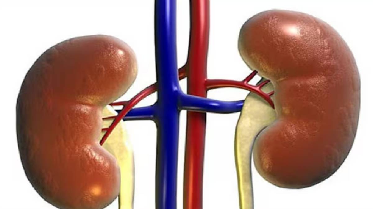 কিডনিকে সুস্থ রাখা জরুরি